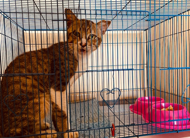 籠に閉じ込められた猫