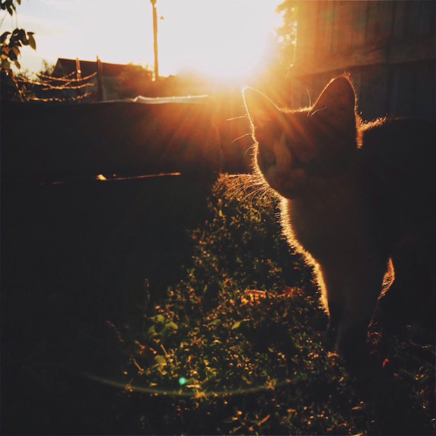 Foto gatto in piedi sul campo contro il cielo durante il tramonto