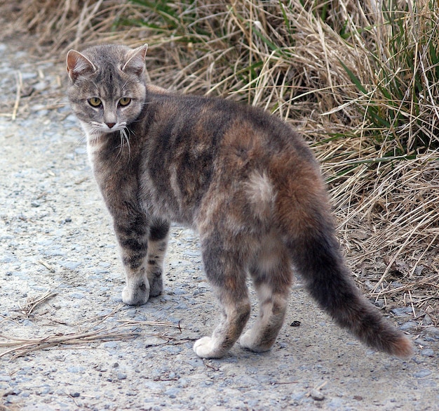 Cat standing on field