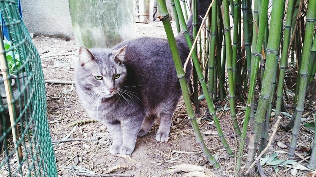 Cat standing on front or back yard