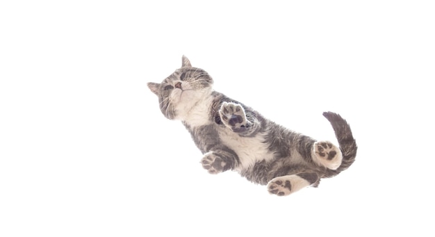 Cat standing on glass on white background