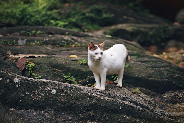 写真 野原に立っている猫