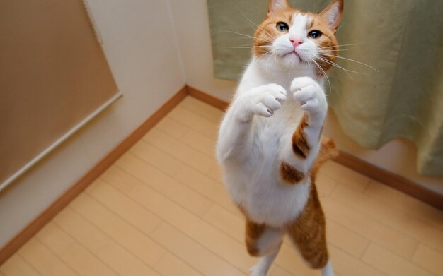 Photo a cat standing on its hind legs with its paws up