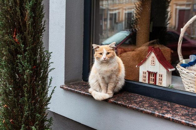 Фото Кошка стоит на окне с витриной грустного котенка, глядящего в камеру.