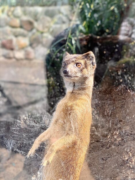 Cat standing on rock