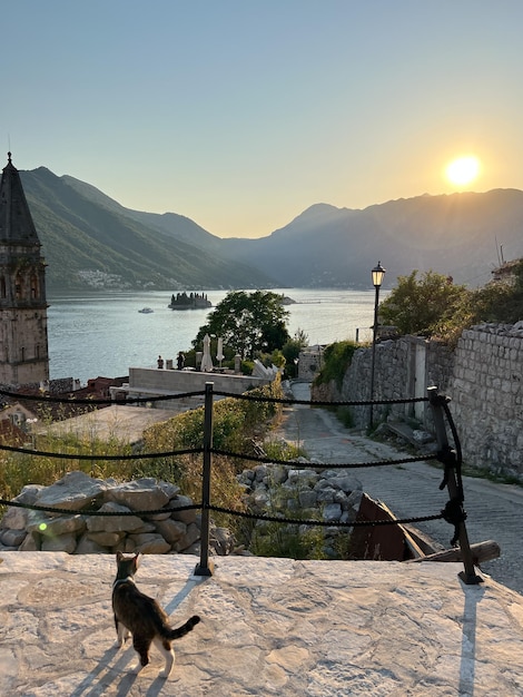 Cat stands on the observation deck near the church of st nicholas perast montenegro