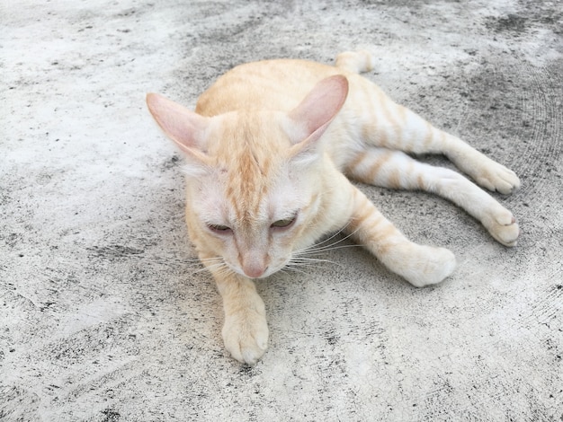 Cat staring somethings on concrete floor