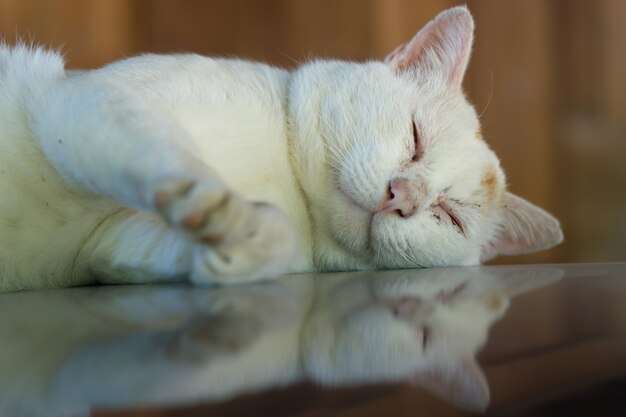 A cat stay on car roof.