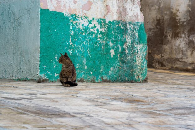 Cat on the street among concrete walls sits turning away