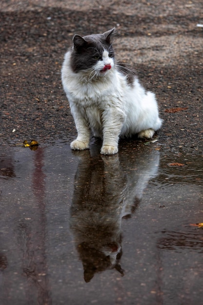Foto gatto in strada