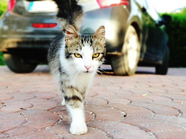 Foto gatto in strada