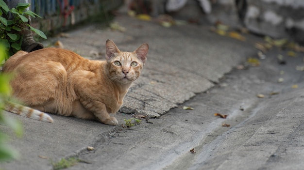 길거리에서 고양이.