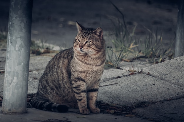 Cat on the street