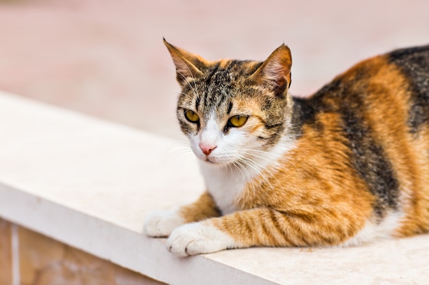 Cat on the street