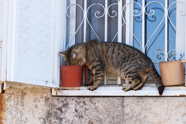 エルサレムの旧市街の通りの猫