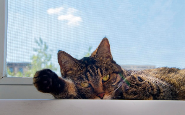The cat stretched out its paws gray cat paws outstretched lies\
on the windowsill