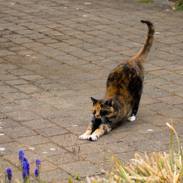 Photo cat stretching on street pavers