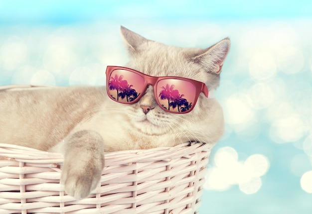 The cat in sunglasses lying in a basket on the background of the sea