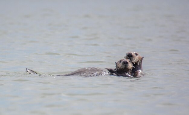 Foto gatto che nuota in mare