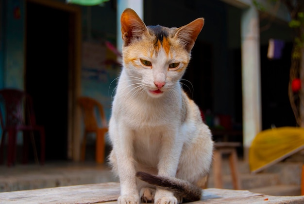 テーブルの猫プレミアム写真