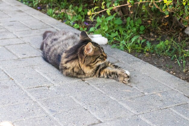 Gatto che prende il sole in strada della città vecchia