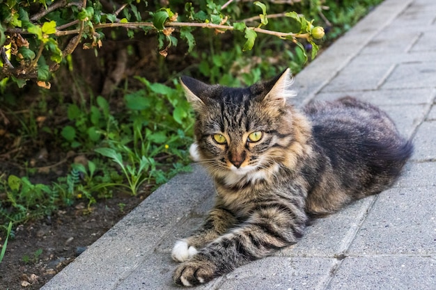 旧市街の通りで日光浴をしている猫