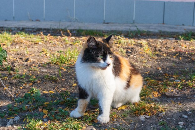 旧市街の通りで日光浴をしている猫