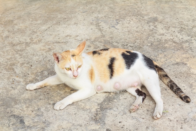 Gatto thai rilassarsi.