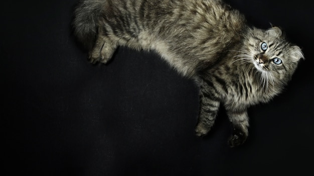 Premium Photo  A tiger cat with a black background and a black