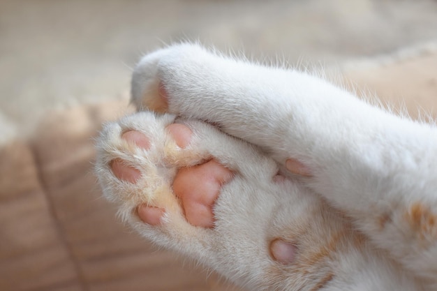 写真 猫の足の豆を近くから見る