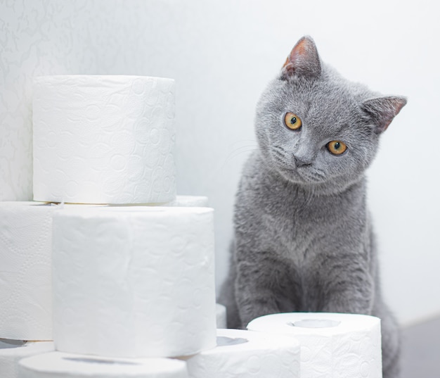 猫とトイレットペーパー。紙の在庫に関する一般的なパニック。トイレットペーパーの欠如。