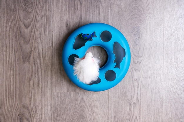 Cat toy on wooden floor top view