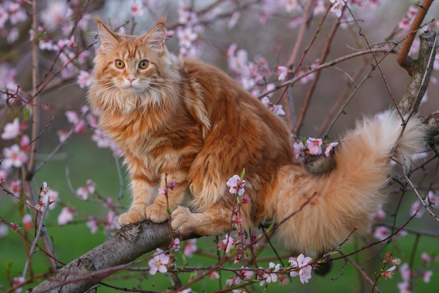 木の上の猫。桃の木の開花枝に座っているふわふわの赤いメインクーン猫。