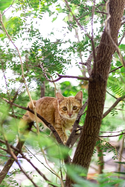 Foto gatto sull'albero