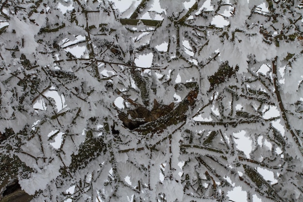 Cat in treetop