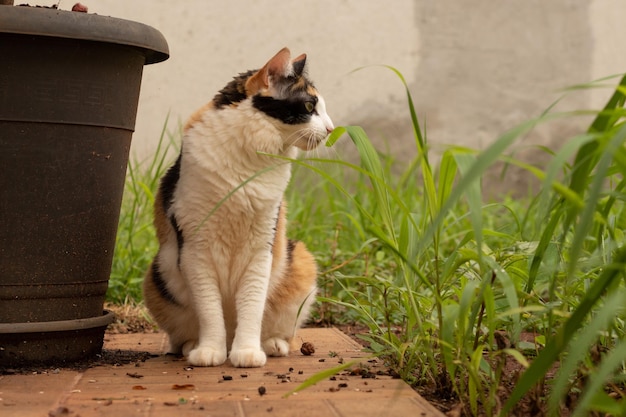 ホームガーデンの猫トリコロールブラックオレンジとホワイト。新しい草を食べる子猫。