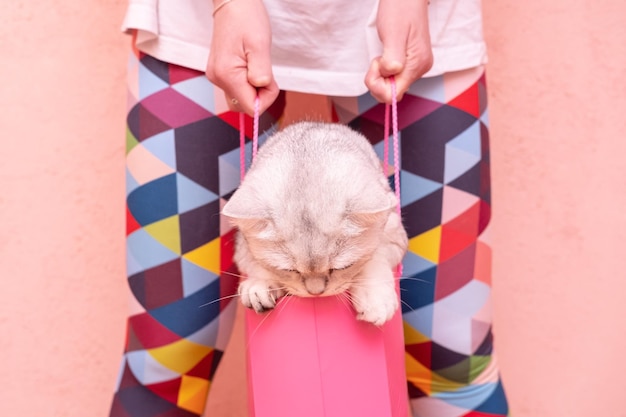 cat trying to escape from gift bag which holds woman in multicolored tights on pink background