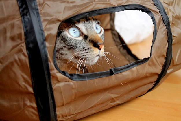 Cat in the tube