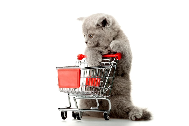 ミニチュアショッピングカートを使用している猫
