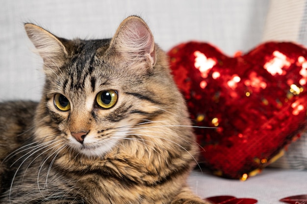 Photo cat valentine's day beautiful young cat lying on the couch next to a heart pillow