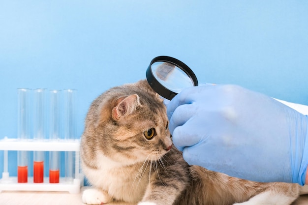 Cat at the vet veterinarian looks at the skin of a cat with a magnifying glass searching for fleas in the fur of an animal