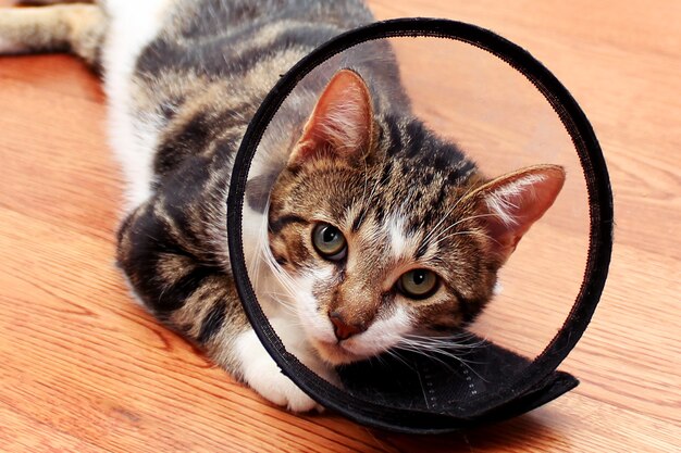 Cat in veterinary collar lying on wooden laminate floor