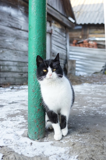 고양이 마을 겨울