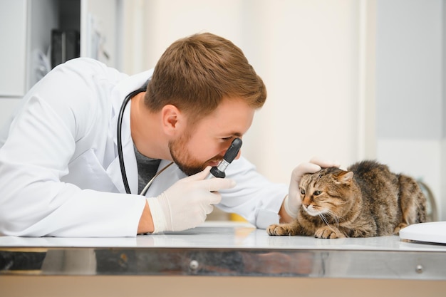 Cat visiting vet for regular checkup