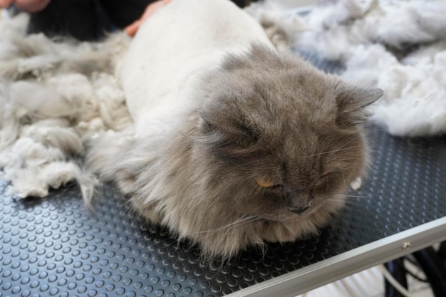 cat visits groomer groomer cutting cat