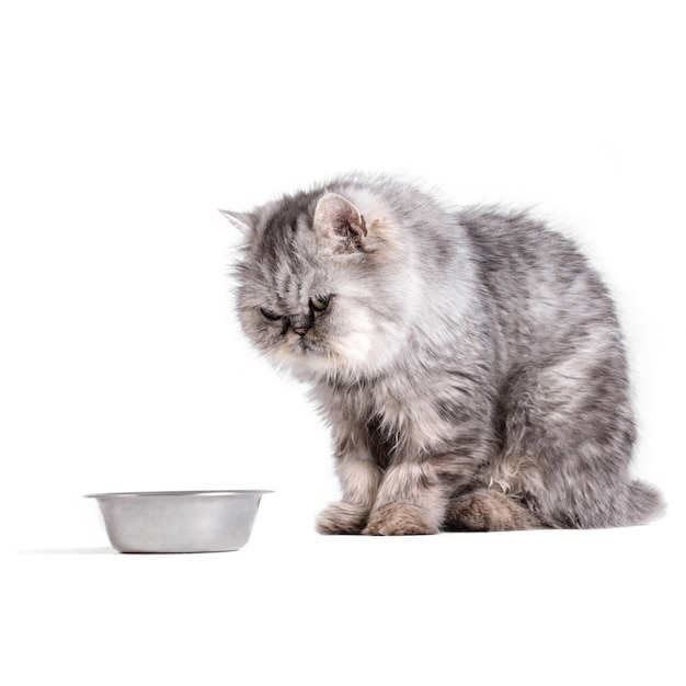 Cat waiting for food on a white background Portrait of persian cat looking at empty bowl