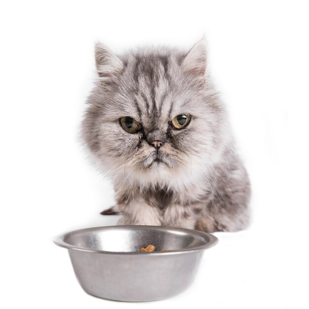 Cat waiting for food on a white background Portrait of persian cat looking at empty bowl