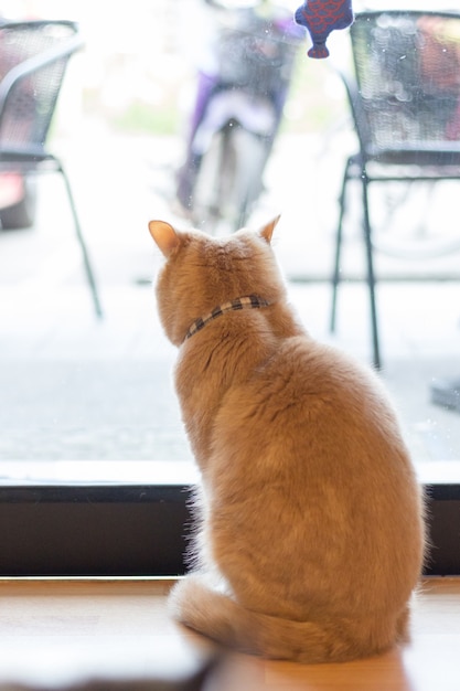 The cat waiting the owner