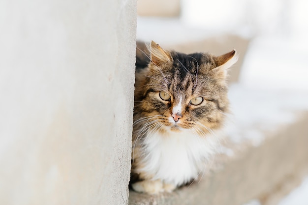 Кот ждет хозяина на улице