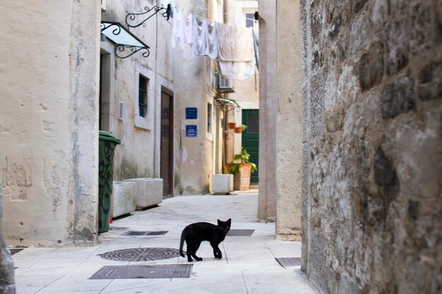 Foto gatto che cammina nel vicolo tra gli edifici